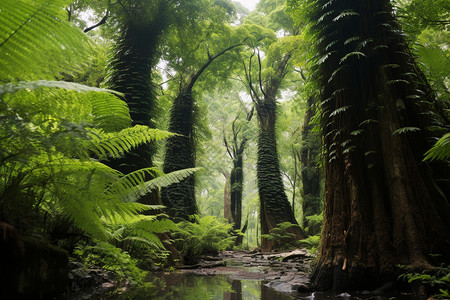 美丽的森林热带雨林景观高清图片