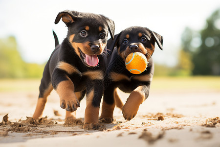 两只狗在草地上玩球高清图片