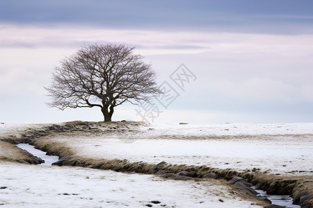 独孤冬日孤树背景
