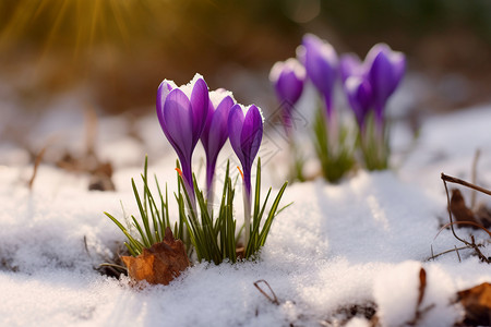 冬日里的紫色花朵图片