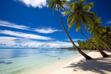 美丽的海滩和棕榈树背景图片
