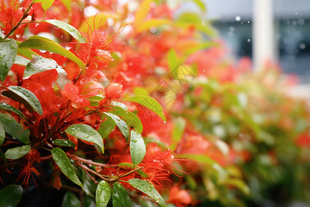 红花绿叶的灌木丛背景图片