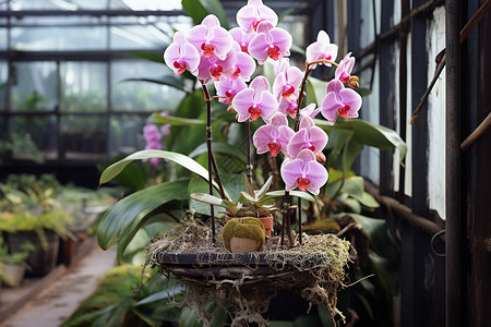 兰花温室温室中的粉色花束背景