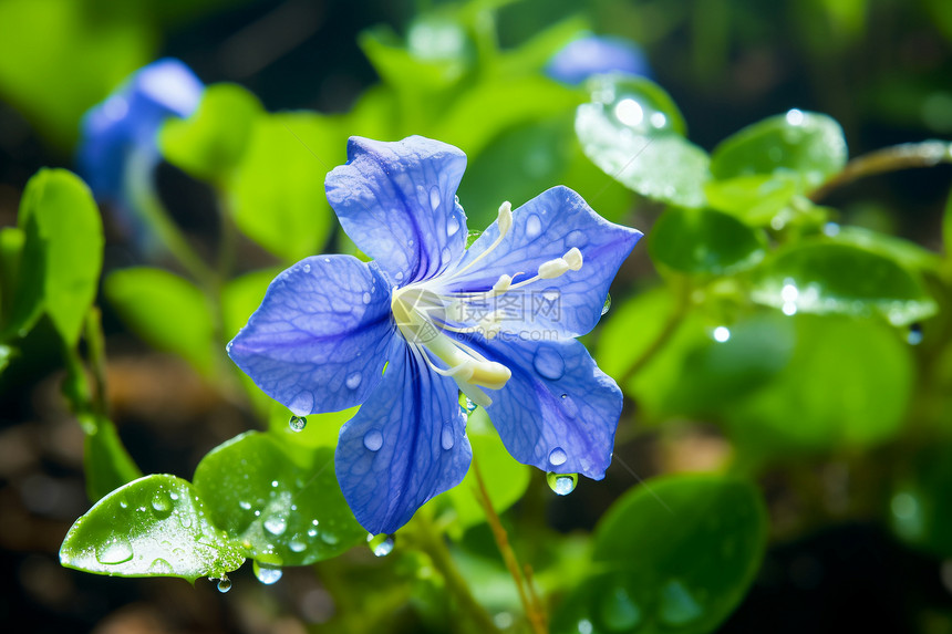 蓝色花朵上的水滴图片
