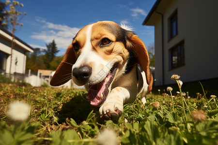 快乐的猎犬图片