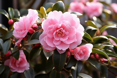 花间浪漫的粉色山茶花背景图片
