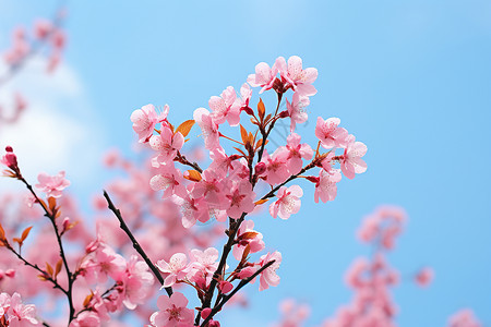 春天的鲜花与蓝天图片