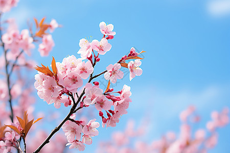 花园春天粉色中的画卷背景