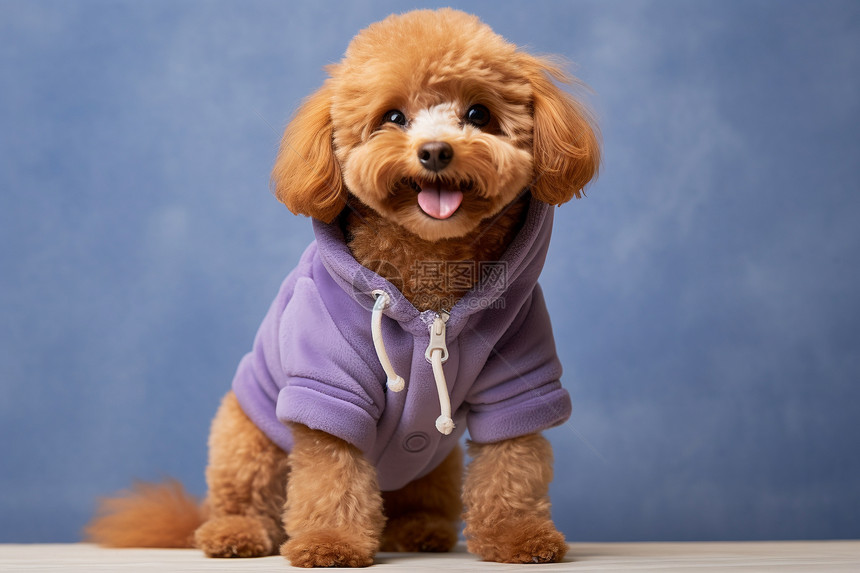 小狗穿着紫色衣服图片