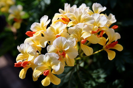 热带风情下的花朵图片