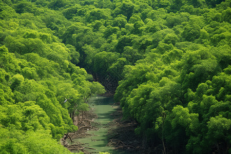 生态学绿意葱茏的丛林背景