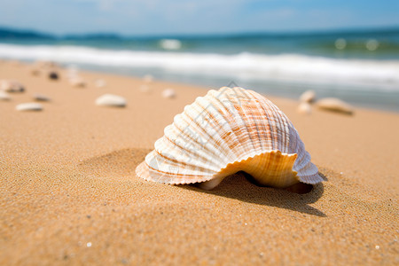 海边夏日的贝壳背景图片