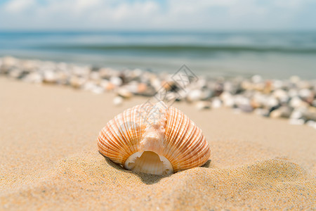 沙滩上的小贝壳图片