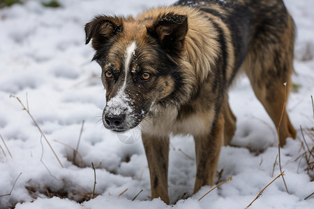 一只站在雪地里的狗图片