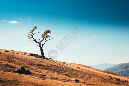 大自然的一棵树背景图片