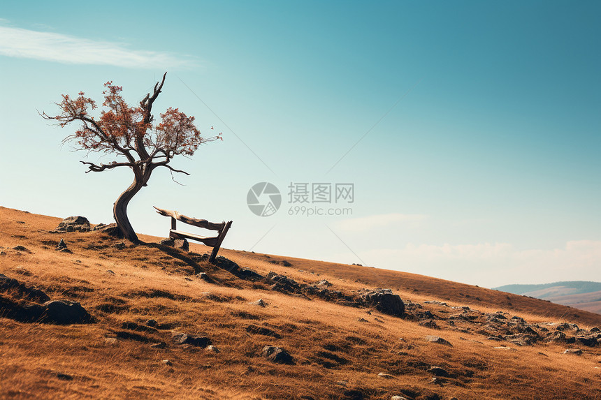 山野上孤独的树木图片