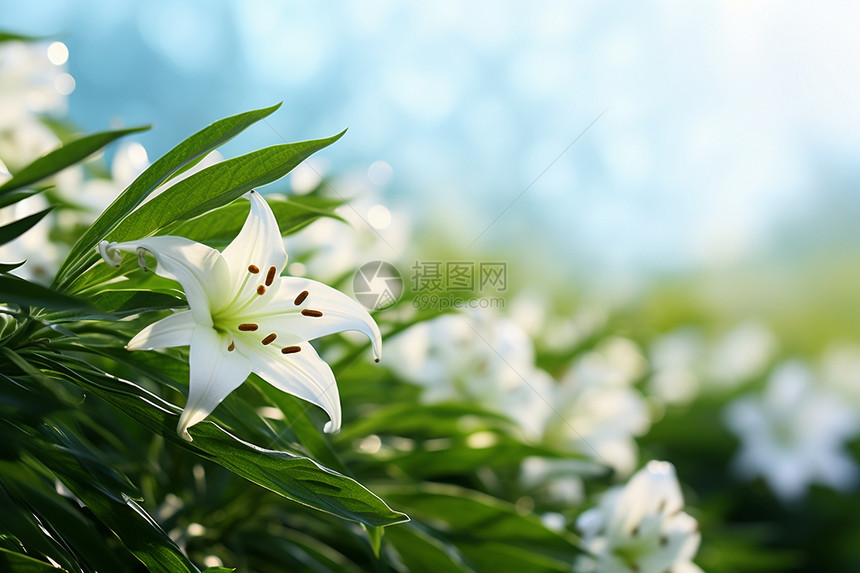 生机盎然的鲜花图片