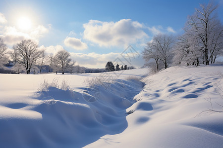 积雪的户外森林图片