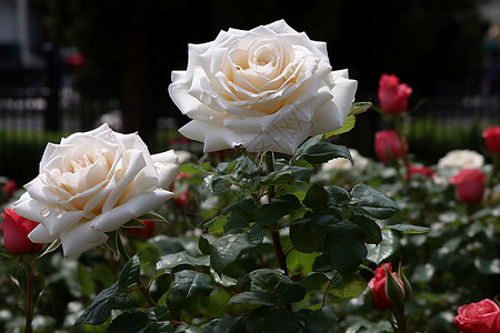 盛开的红白蔷薇背景图片