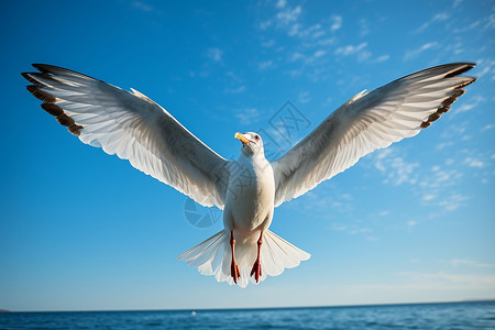 翱翔的海鸥展翅飞翔的海鸥背景