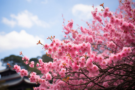 树枝上盛开的浪漫樱花图片