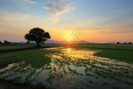 夕阳下辽阔的稻田图片