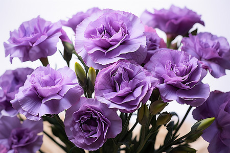 春季绽放的美丽紫罗兰图片