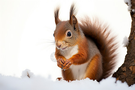 冬季森林中的松鼠图片