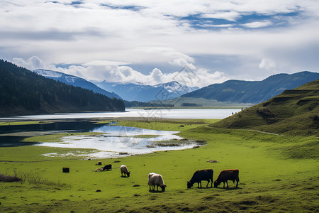 大草原上群牛觅食图片