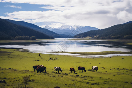 山脉草原上放牧的牛群图片
