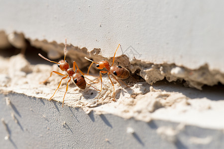 鼻蚁白蚁为食的织布蚁背景