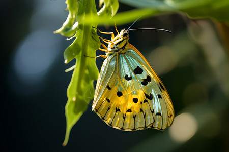 很炫美丽翅膀的蝴蝶背景