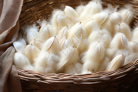 羽丝棉古老工艺的丝绸蚕茧背景