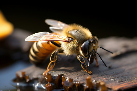蜜蜂采蜜的场景图片