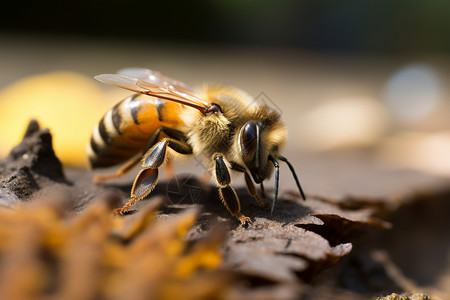 自然界中的蜜蜂背景图片