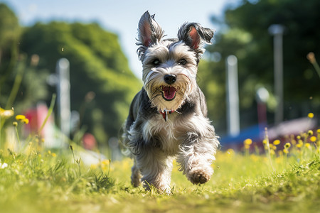 快乐的小狗在草地上奔跑图片