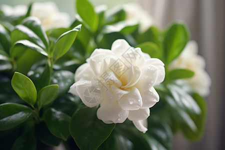 清新芬芳的白花背景图片