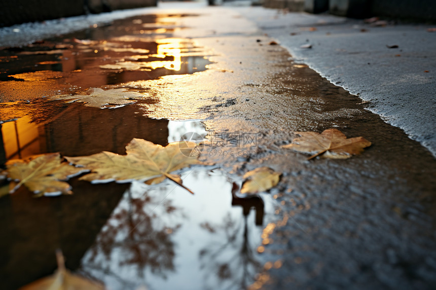 湿滑街道上的落叶图片