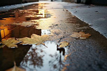 湿滑街道上的落叶图片