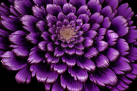 娇艳大丽花神秘的紫色花朵插画