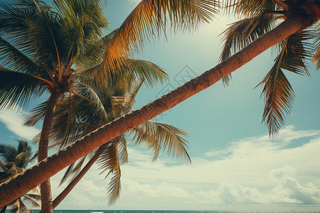 怀旧的椰子树背景图片