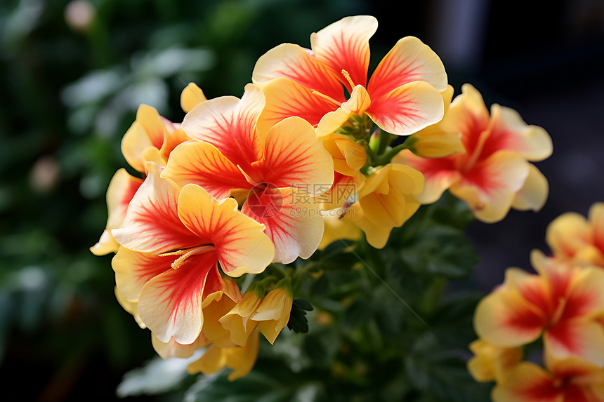 热带花园中盛放的美丽花朵图片