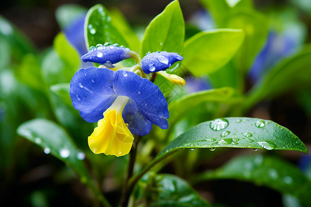 雨水冲刷的植物高清图片