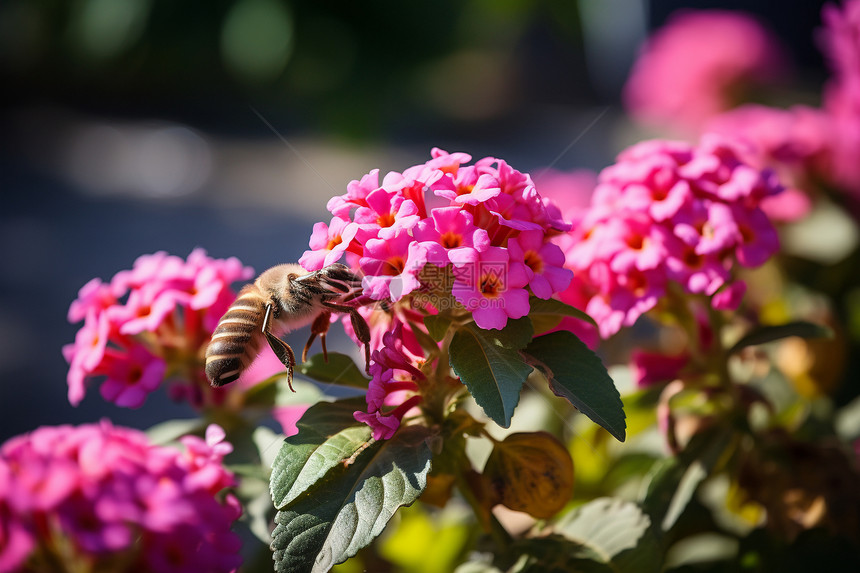 盛开花朵上的蜜蜂图片