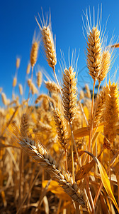 麦田里的景色麦穗图片