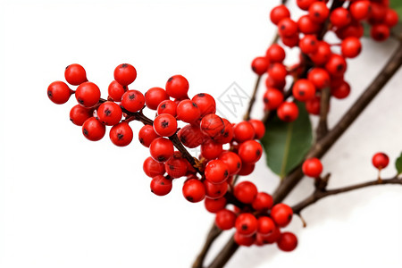 枝干上的红色浆果背景图片