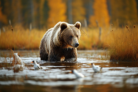 森林中野生的棕熊背景图片