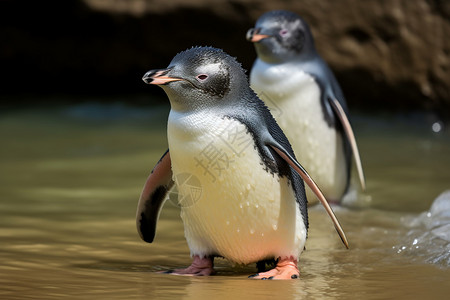 海滩上可爱的企鹅图片
