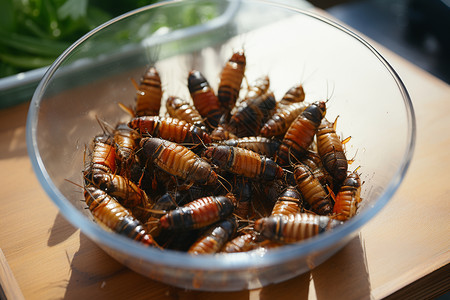 鲜美的蝗虫食物图片