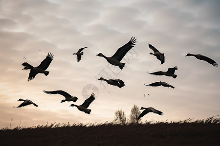 草地上飞翔的鹅群高清图片